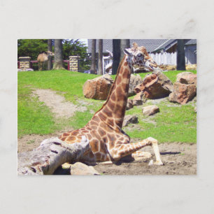 Giraffe #3 Postcard