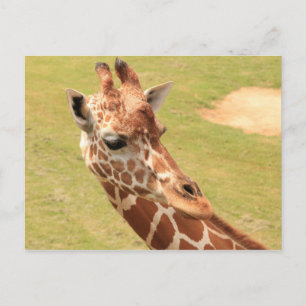 Giraffe #3 postcard