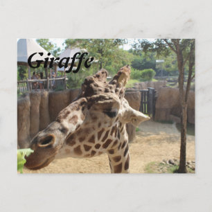 Giraffe # 4 postcard