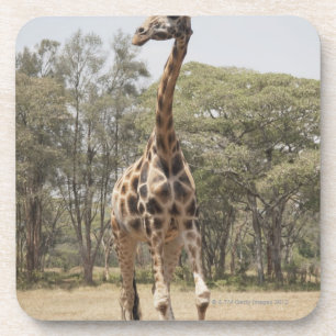 Giraffe 5 coaster