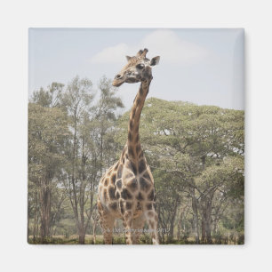 Giraffe 5 magnet
