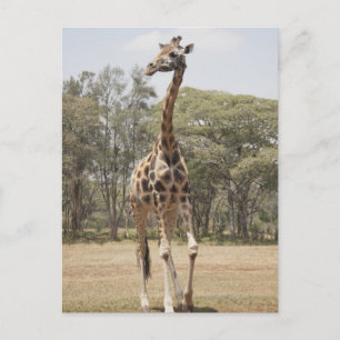 Giraffe 5 postcard