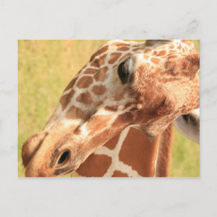 Giraffe #7 postcard