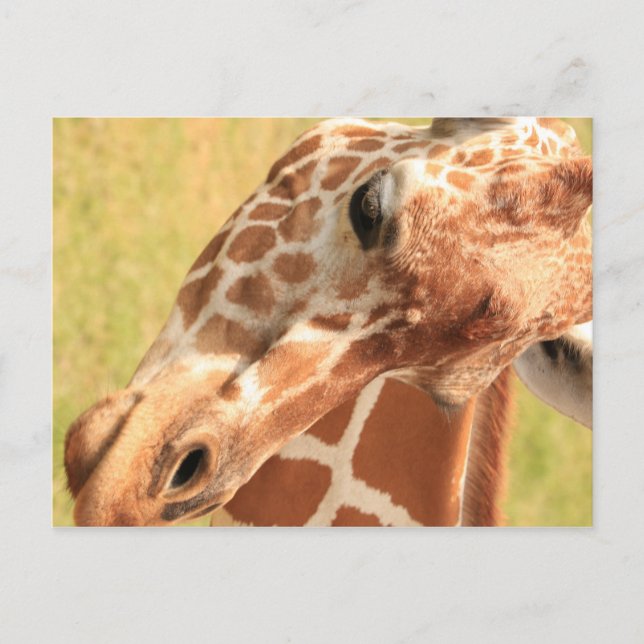 Giraffe #7 postcard (Front)