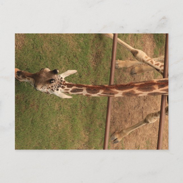 Giraffe #8 postcard (Front)