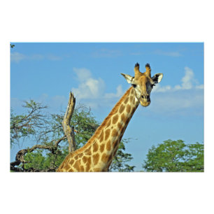GIRAFFE 9 PHOTO PRINT