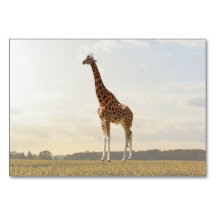 Giraffe ABA Tact Labelling Flashcard | Picture Car