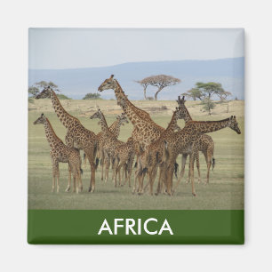giraffe africa magnet