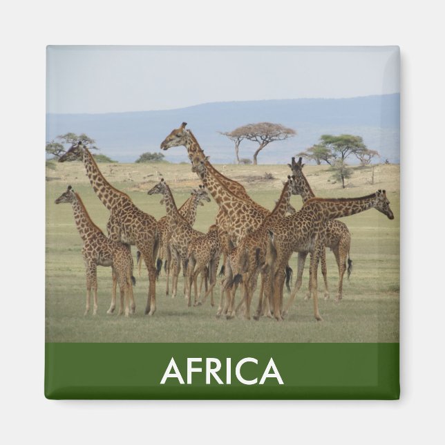 giraffe africa magnet (Front)