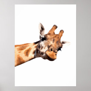 Giraffe african animal portrait poster