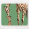 Giraffe and baby calf kissing