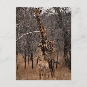 Giraffe and Baby Giraffe Postcard