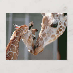 Giraffe and Baby postcard