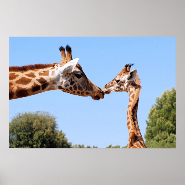 Giraffe and baby poster (Front)