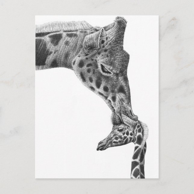 Giraffe and Calf Postcard (Front)