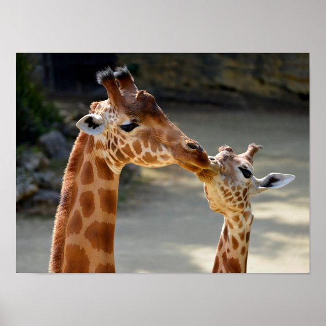 Giraffe and its baby poster (Front)