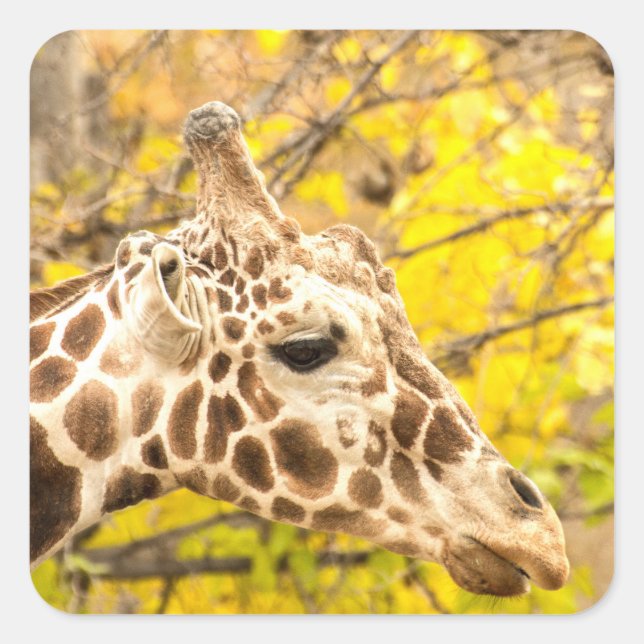 Giraffe and leaves square sticker (Front)
