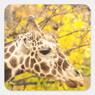 Giraffe and leaves square sticker