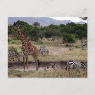 giraffe and zebra postcard
