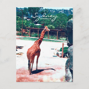 Giraffe animal Sydney Australia Postcard