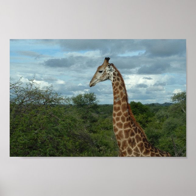 Giraffe at Dusk Poster (Front)