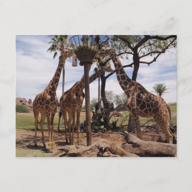 Giraffe Attack Postcard (Front)