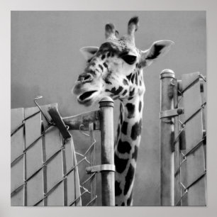 Giraffe behind Fence Black & White Photograph Poster