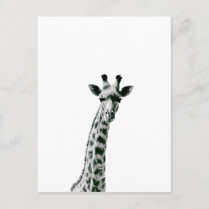 Giraffe Black and White Postcard
