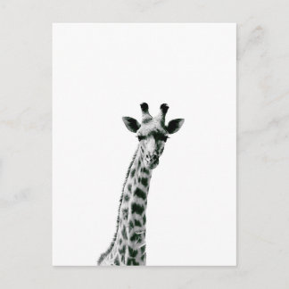 Giraffe Black and White Postcard