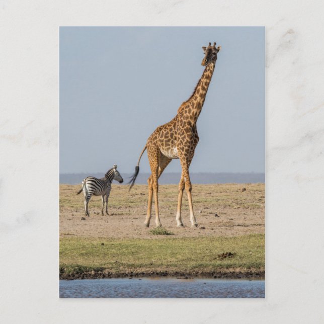 Giraffe by a Waterhole Postcard (Front)