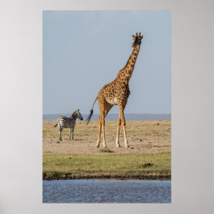 Giraffe by a Waterhole Poster