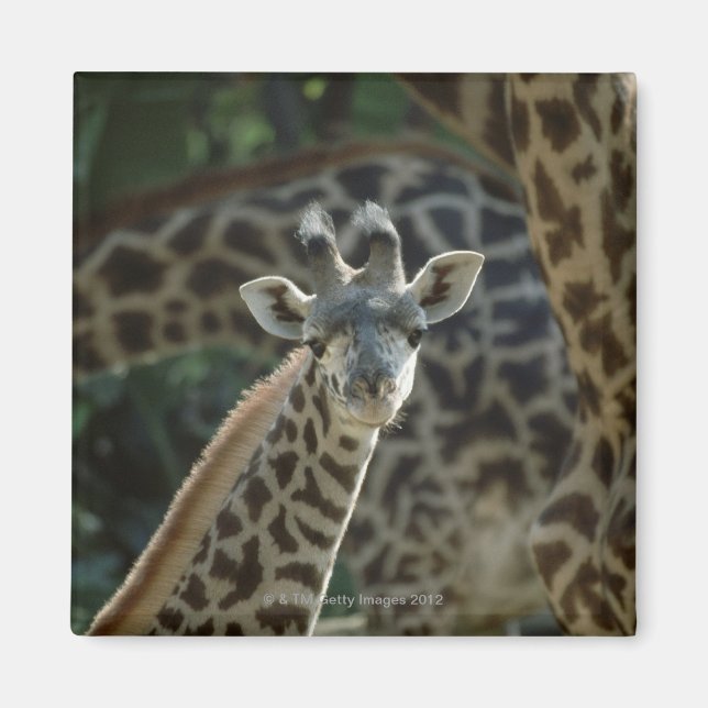 Giraffe calf with giraffes magnet (Front)
