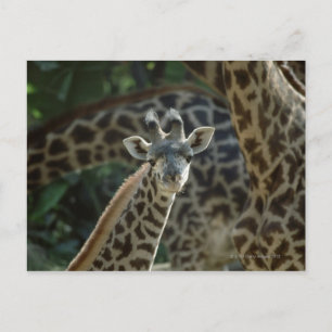 Giraffe calf with giraffes postcard