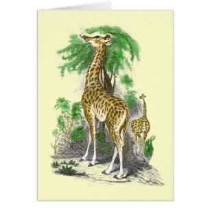 Giraffe Cards