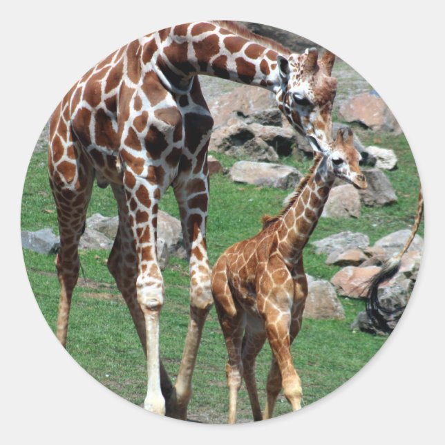Giraffe Classic Round Sticker (Front)
