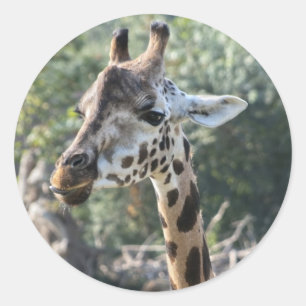 Giraffe Classic Round Sticker