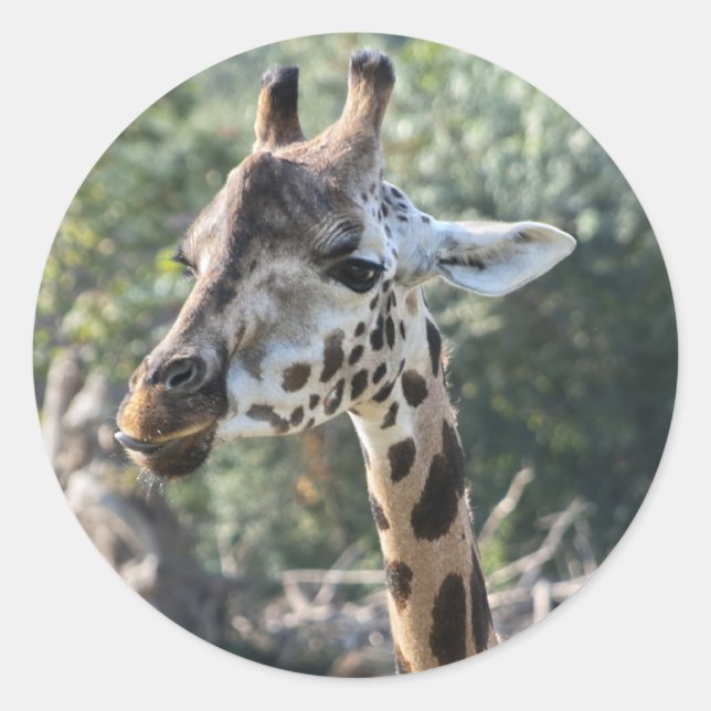 Giraffe Classic Round Sticker (Front)