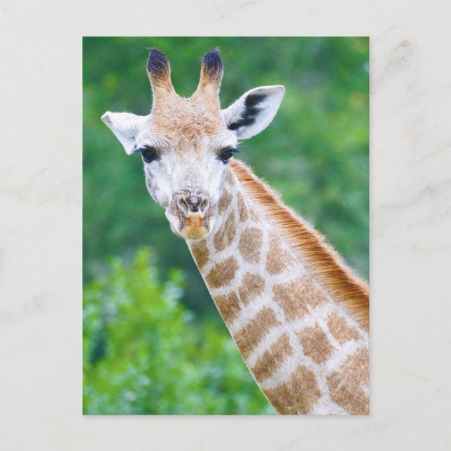 Giraffe Close-up Head Shot Postcard (Front)