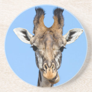 Giraffe Coaster