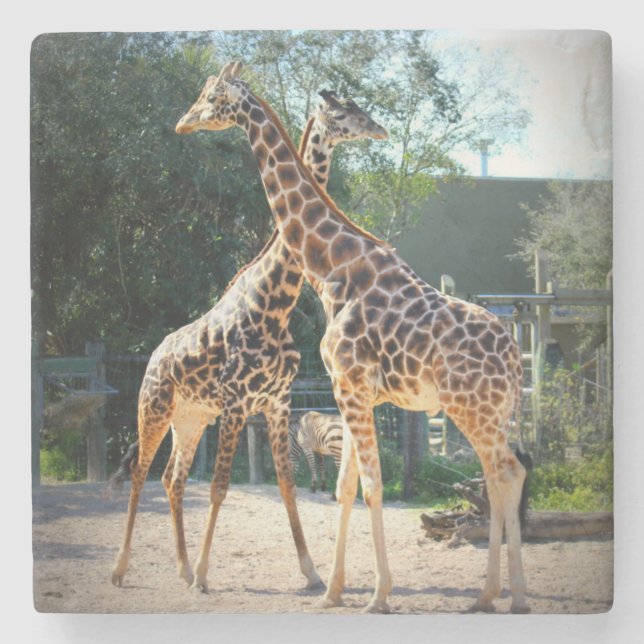 giraffe coaster (Front)