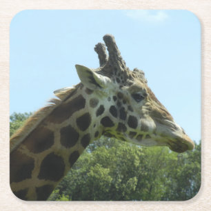 Giraffe Coaster Set