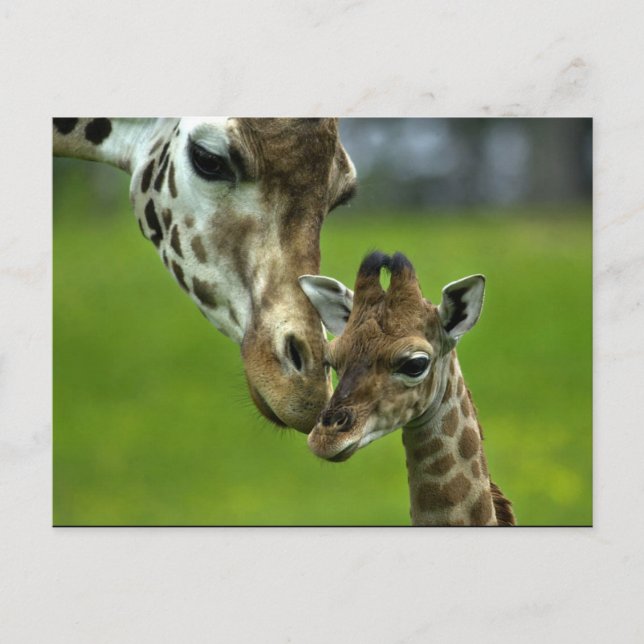 Giraffe Design Postcard (Front)