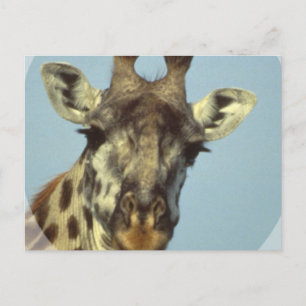 Giraffe Design  Postcards