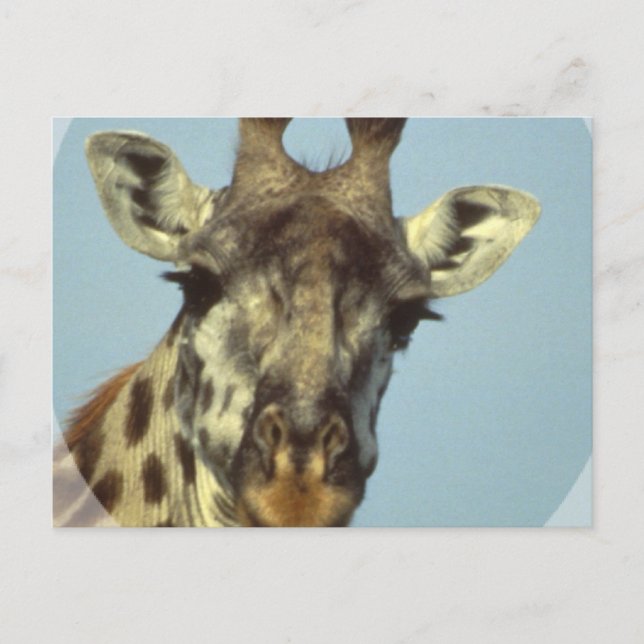 Giraffe Design  Postcards (Front)