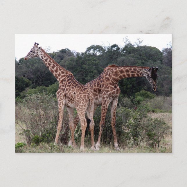 giraffe duo postcard (Front)