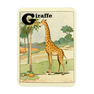 Giraffe Eating Acacia in the Desert Magnet