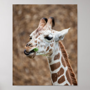 Giraffe Eating Grass Poster