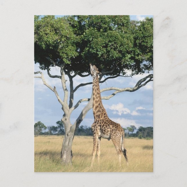 Giraffe Eating Postcard (Front)