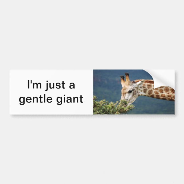 Giraffe eating some leaves bumper sticker (Front)
