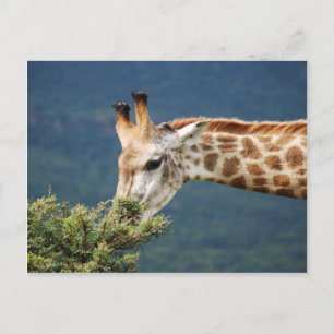 Giraffe eating some leaves postcard